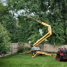 How Our Tree Care Process Works  in  Du Quoin, IL