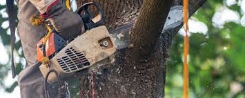 Best Tree Disease Treatment  in Du Quoin, IL