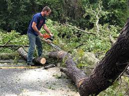 Best Hazardous Tree Removal  in Du Quoin, IL