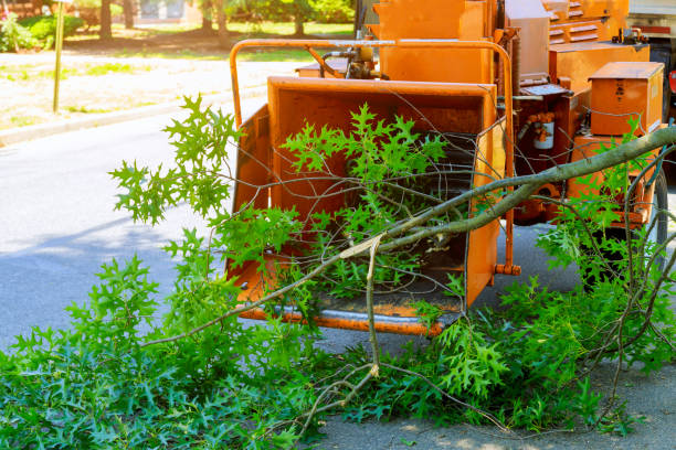 Best Root Management and Removal  in Du Quoin, IL