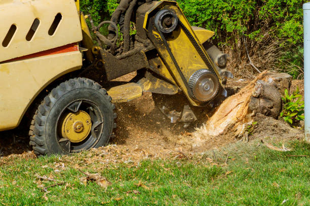 Best Tree Preservation Services  in Du Quoin, IL
