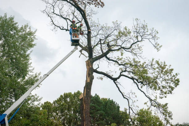 Best Tree Mulching  in Du Quoin, IL