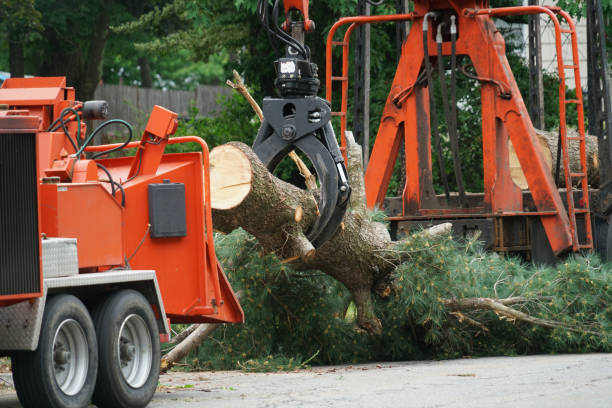Best Tree Removal  in Du Quoin, IL