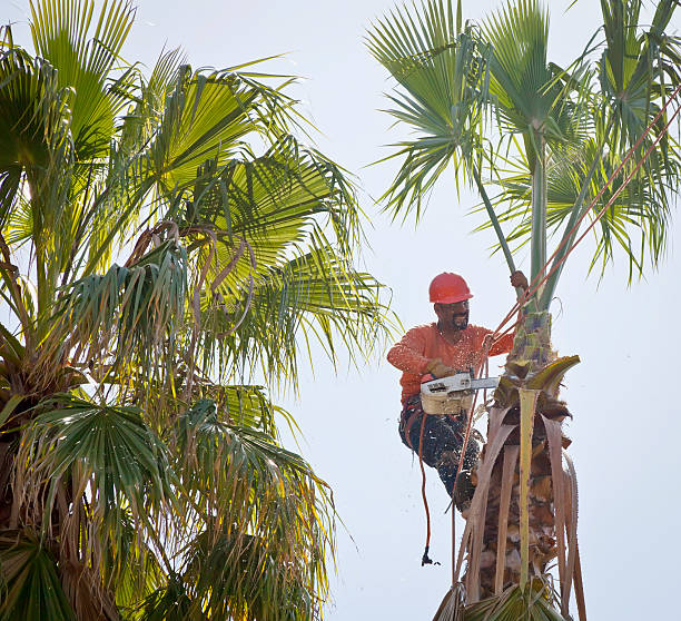 Best Tree Cabling and Bracing  in Du Quoin, IL