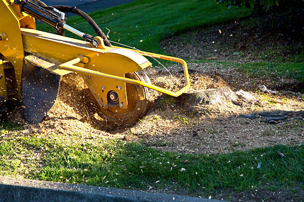 Trusted Du Quoin, IL Tree Services Experts