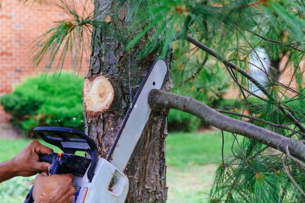Best Emergency Tree Removal  in Du Quoin, IL